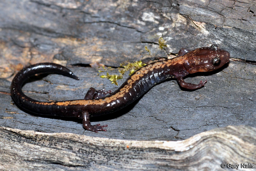 Shenandoah Salamander: Learn Conservation Status