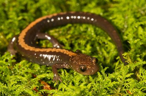 Shenandoah Salamander Photo Taken By Ann And Rob Simpson Flickr