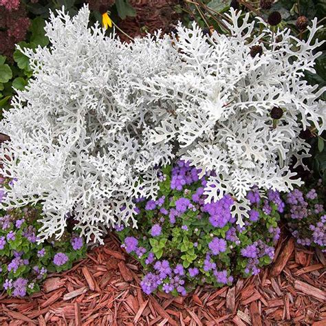 Silverdust Dusty Miller Annual Flowers Dusty Miller Flower Seeds