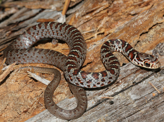 Snakes In Southwest Florida