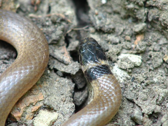 Southeastern Crowned Snake: Identify And Protect