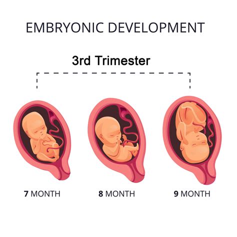 Stages Of Pregnancy Third Trimester Cherokee Women Amp 39 S Health