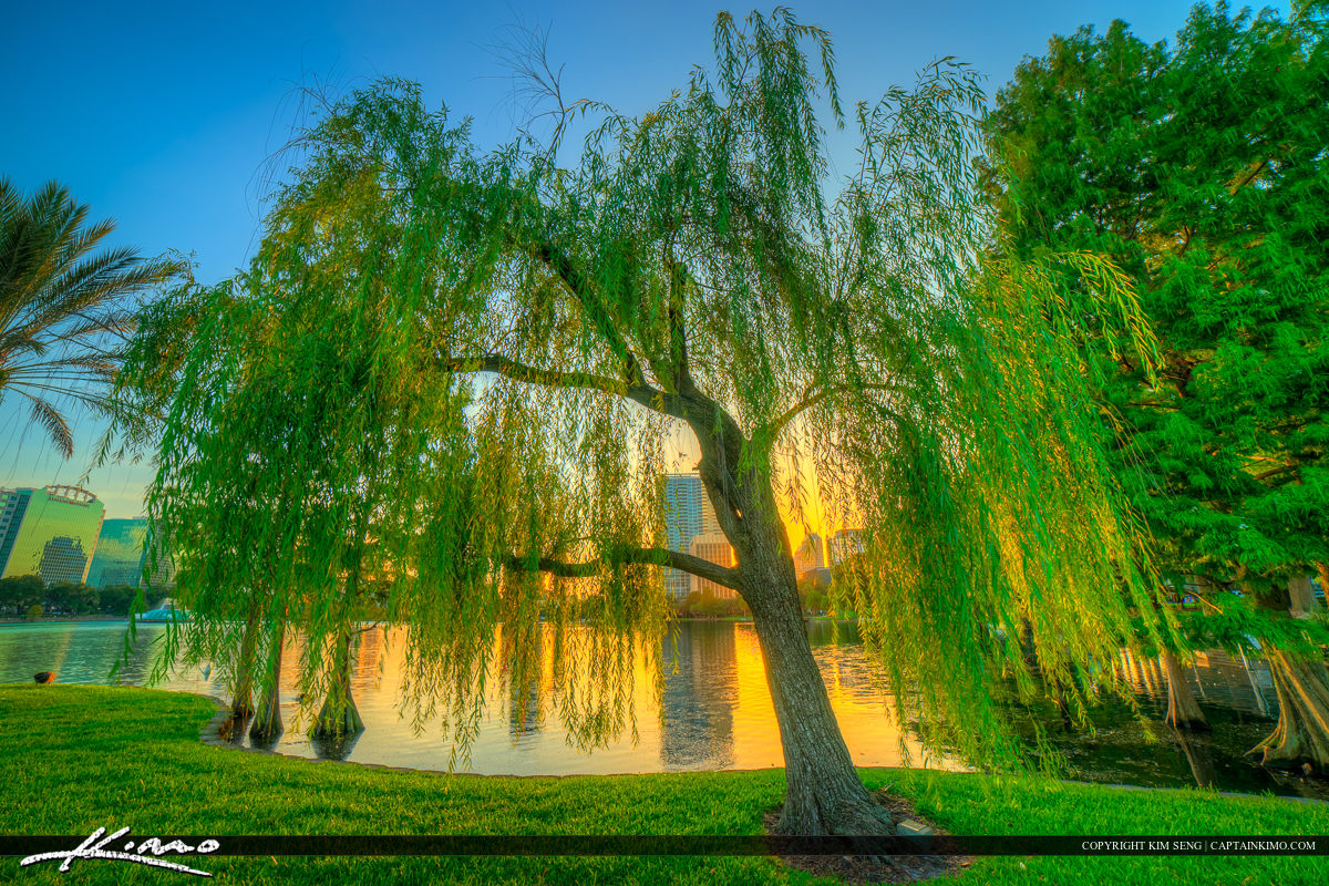 Street Tree Types City Of Orlando