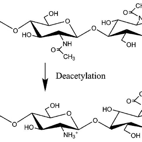 Structure Of Chitin And Chitosan 21 Download Scientific Diagram