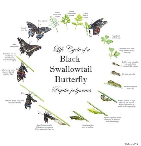 Swallowtail Butterfly Life: Easy Stages Guide