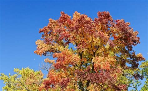 Sweetgum Tree Root: Easy Care Solutions