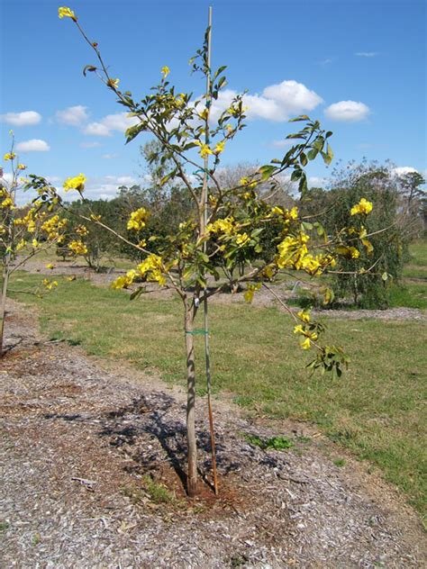 Tabebuia Chrysotricha Pictures Trees And Power Lines Edward F