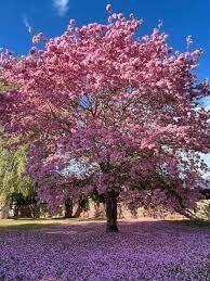 Tabebuia Palmerii Pink Trumpet Tree A Beautiful Feature Tree