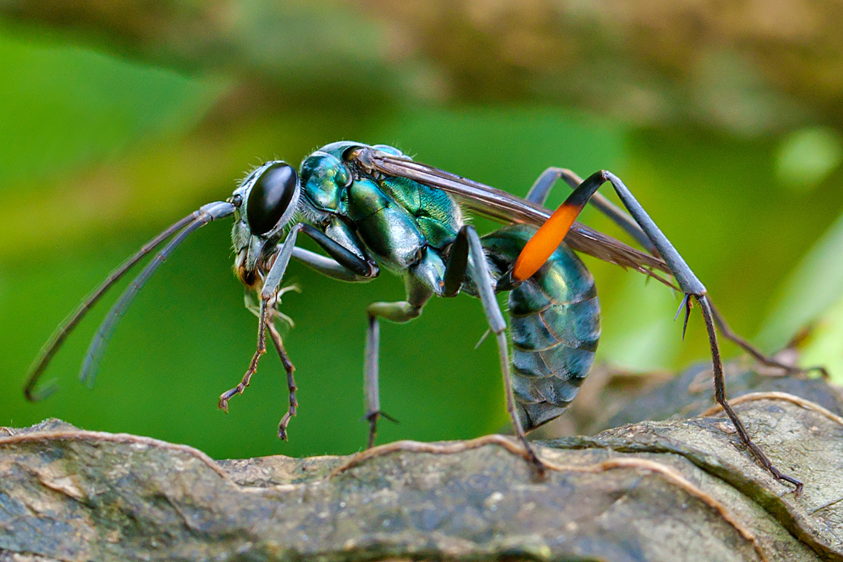 Tarantula Hawk: How To Avoid Painful Stings