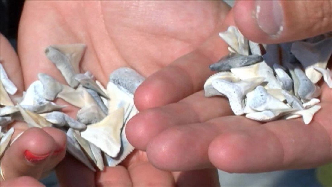 The 10 Best Place To Find Shark Teeth In Florida