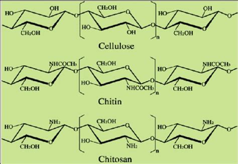 The Chemical Structures Of Chitin Chitosan And Cellulose The Chemical