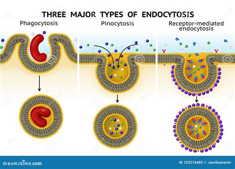 This Image Shows The Three Different Types Of Endocytosis The Left