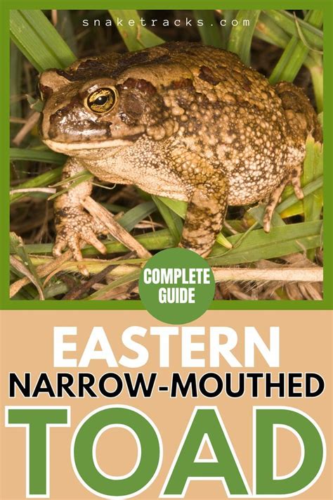 Toad Care Guide: Eastern Narrow Mouthed Secrets