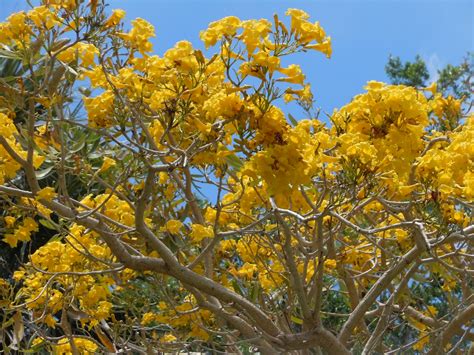 Tree Yellow Blooms Florida: Identify Beautiful Flowers