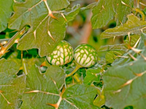 Tropical Soda Apple Control: Effective Methods