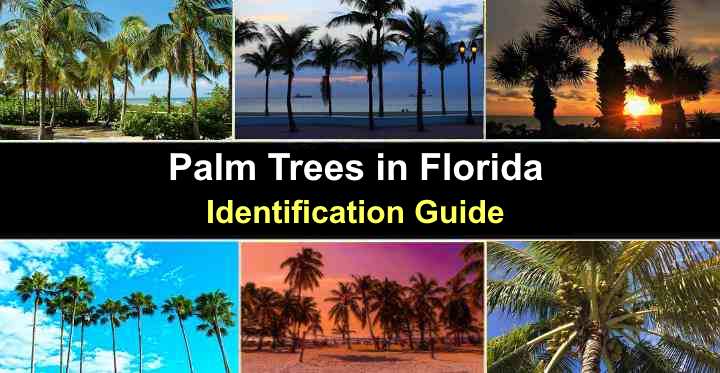 Types Of Palm Trees In Florida The Cards We Drew