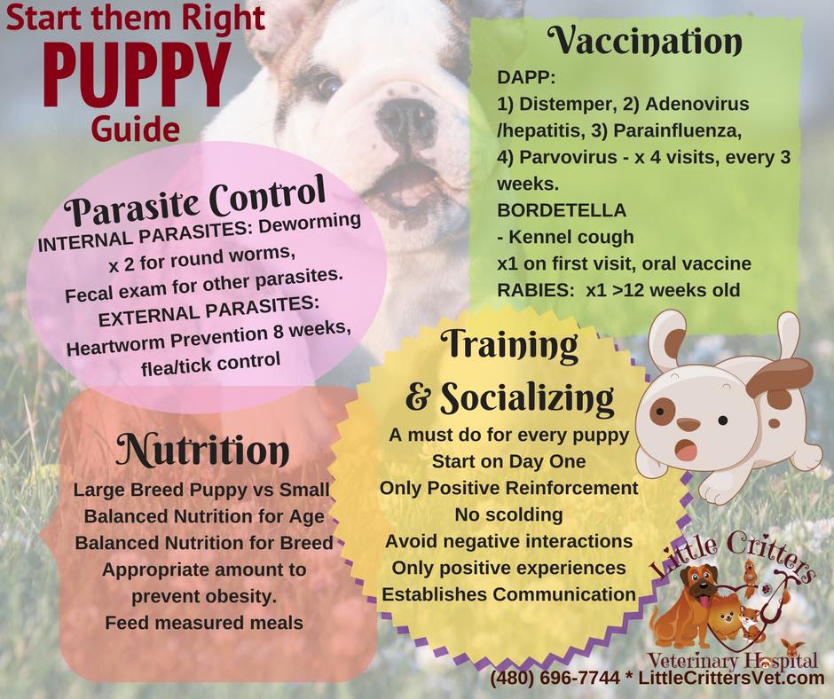 Vaccinating Puppies Little Critters Veterinary Hospital Gilbert Az