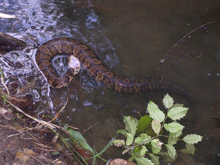 Water Moccasin Pictures: Identify Venomous Snakes