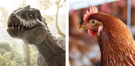 What Are Chickens Dinosaurs? Clarity Inside