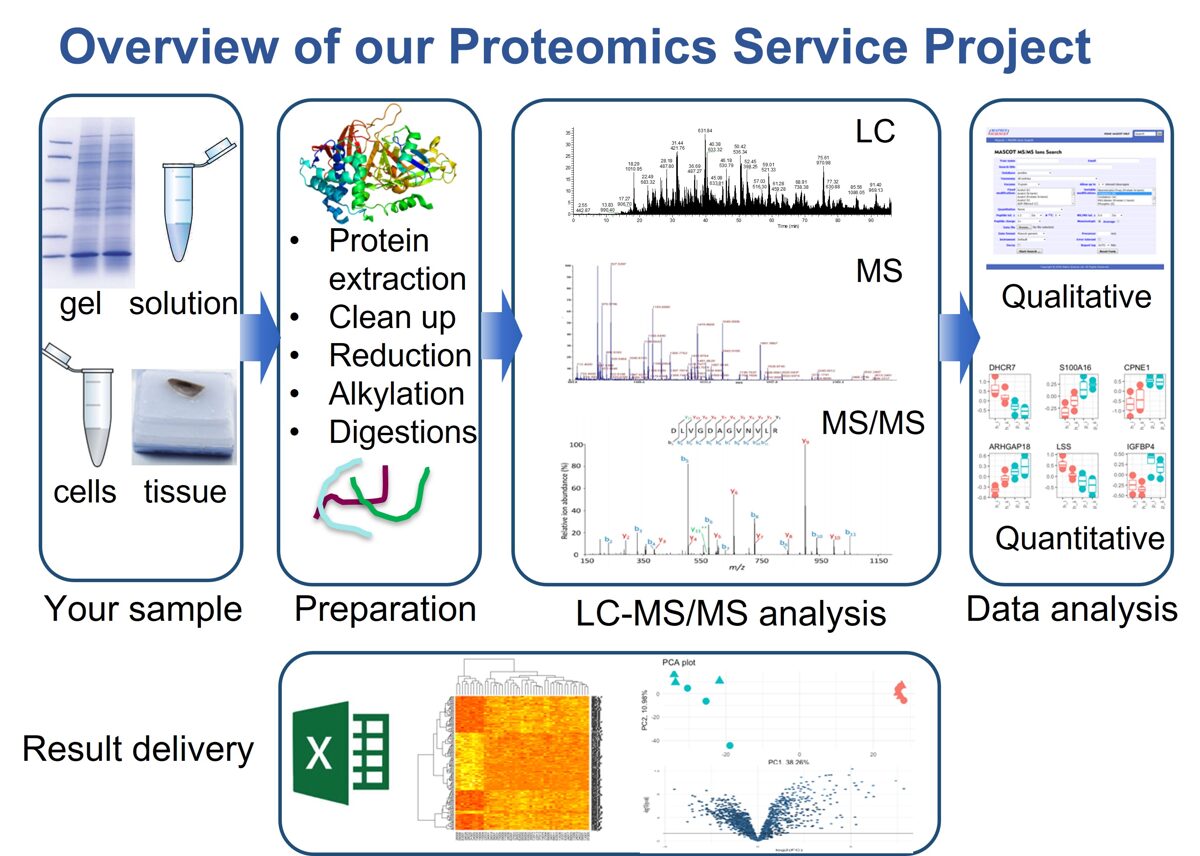 What Are Proteomics Services? Expert Analysis Solutions