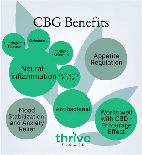 What Is Cbg Thrive Flower Cbd Learn About Cbg