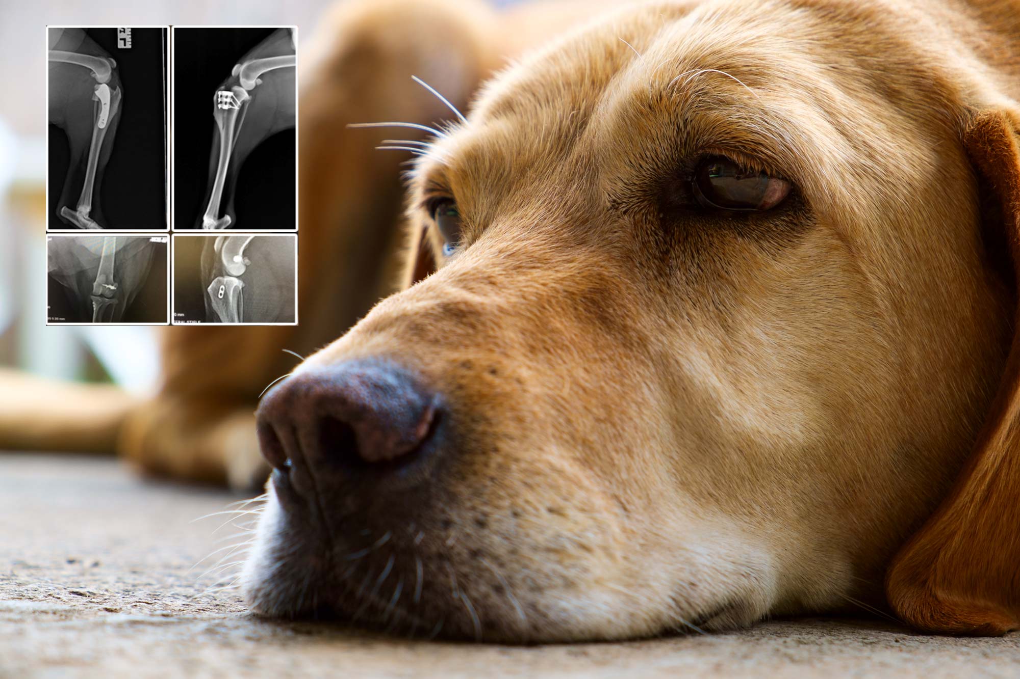 What Is Dog Acl Surgery