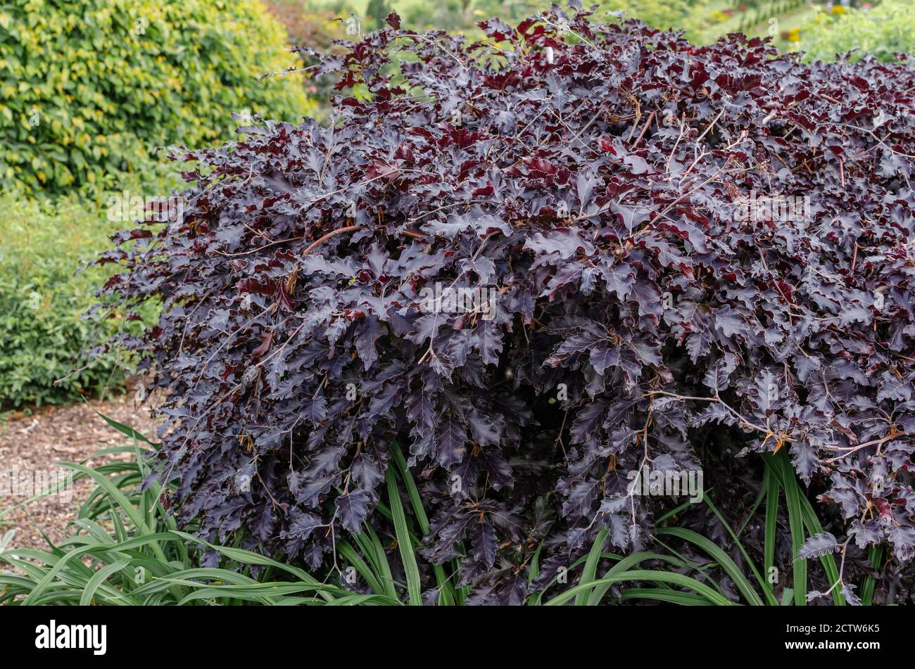 What Is Fagus Sylvatica Weeping? Care Tips