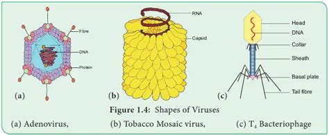 What Is Rod Shaped Tmv? Virus Facts