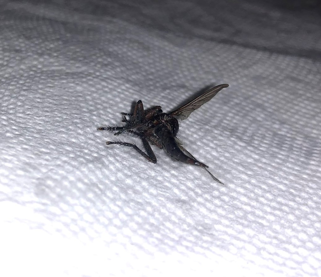 What Is This Giant Mosquito Like Insect Biology Answerbun Com