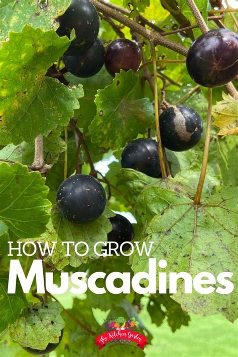 When To Plant Muscadine? Best Time Tips