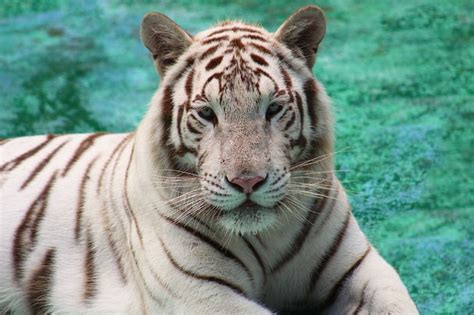 White Bengal Tiger Is Nursed Back To Health At Vth University Of