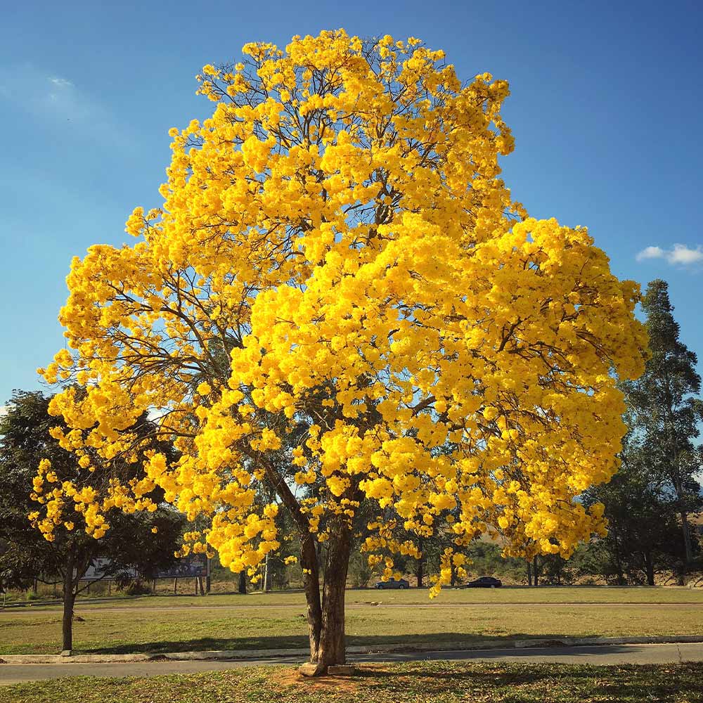 Yellow Trumpet Tree: Fast Growing Guide